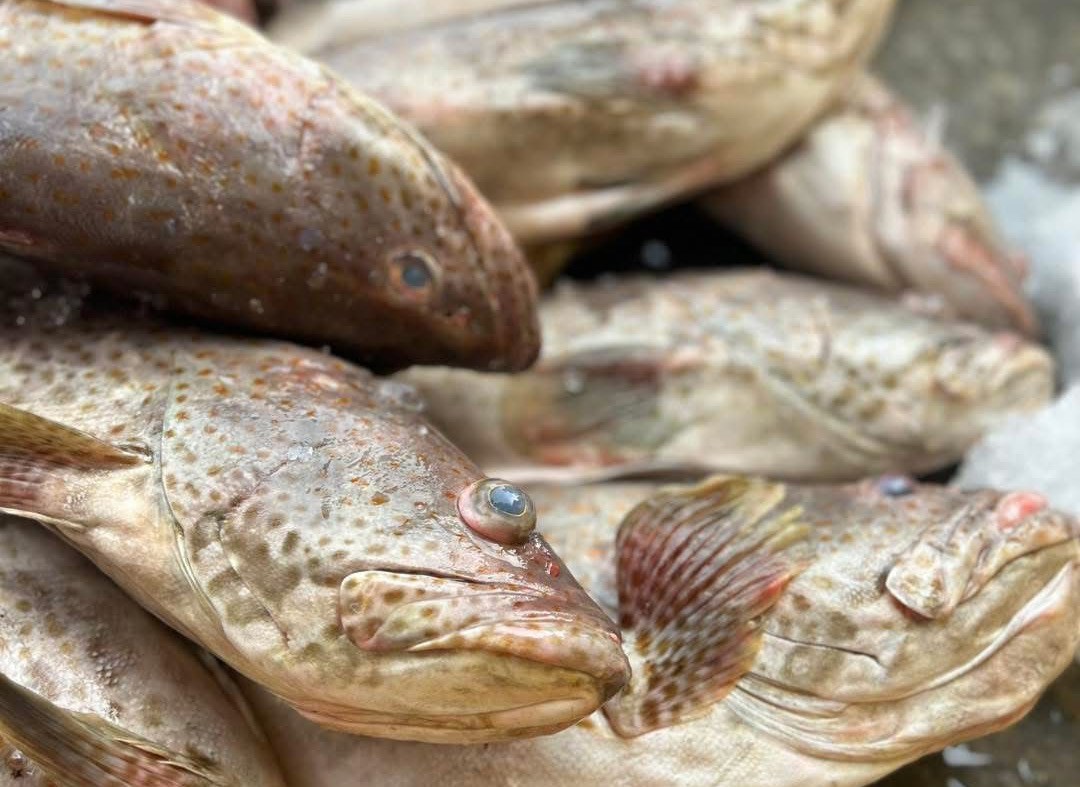 Fresh Balai Threadfin Head