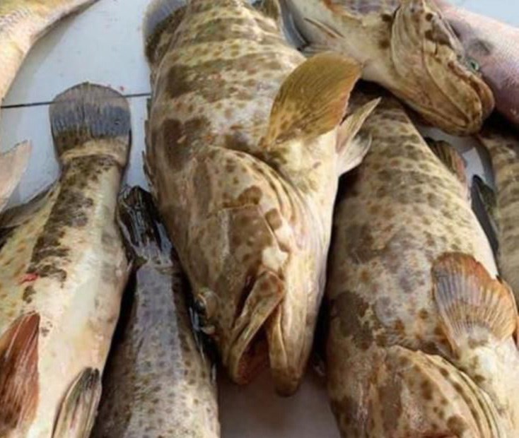 Fresh Balai Threadfin Tail