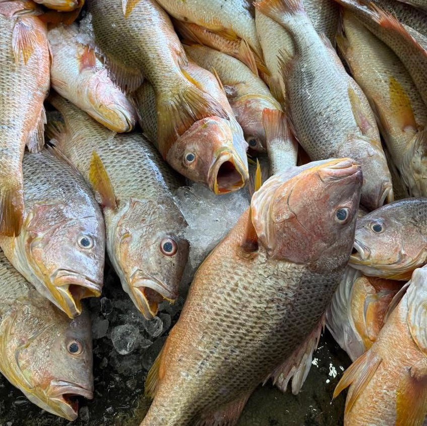 Fresh Angoli Kia