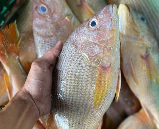 Golden Snapper Whole